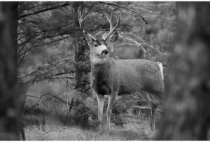 ArtDirect Mule Deer Buck, Garnet Hill Loop, Yellowstone National Park 14x9 UnFramed Art Print Poster Ready for Framing by The Yellowstone Collection