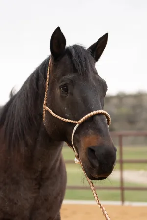 Brown and Tan Mule Tape Halter with Lariat Noseband